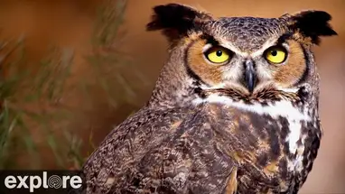 Great Horned Owl, Montana Live Cam