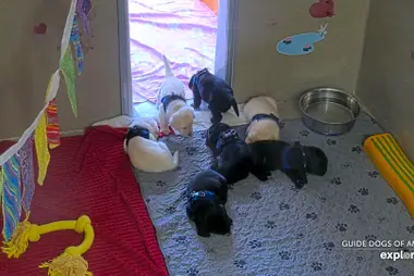 Guide Dogs of America Puppy Kennel, Sylmar