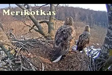 Webcam in the white-tailed eagle nest in Estonia