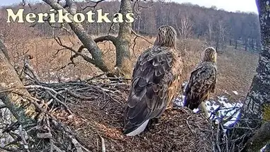 Ak kuyruklu kartal yuvası, Estonya canlı web kamerası