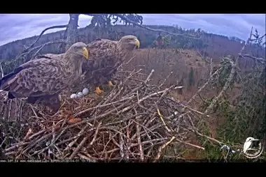 Webcam at white-tailed eagle nest