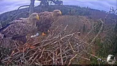 オジロワシの巣、ダルベ ウェブカメラのライブストリーム