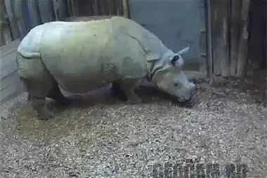 Rhinocéros, zoo de Nijkerk