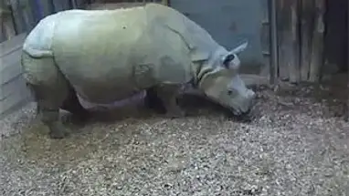 Neushoorn, Dierentuin Nijkerk online-webcam