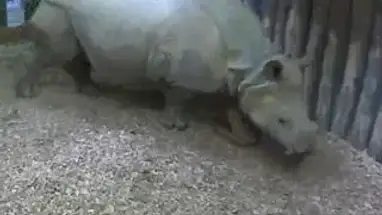 Neushoorn, Dierentuin Nijkerk, weergave 2 online-webcam