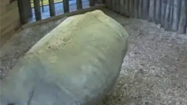 Веб-камера Носорог, зоопарк Нейкерк, вид 3 в реальном времени