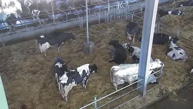 Hemme Milch Uckermark Farm, Germany Live Cam