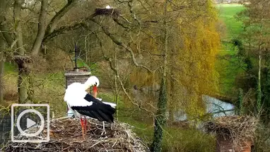 Stork shelter, Herwijnen Live Cam