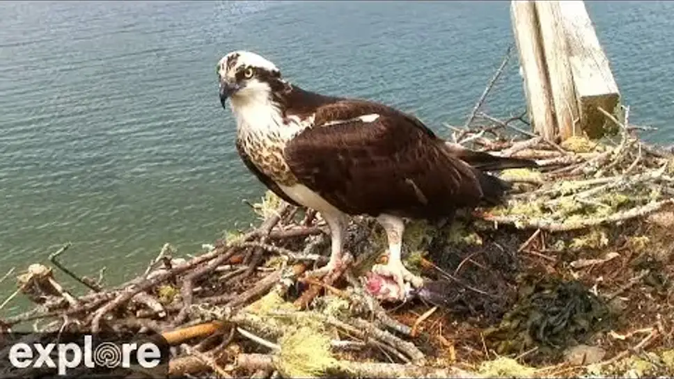 Live Webcam Osprey Nest, Hog Island