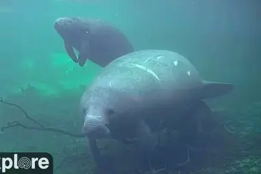 Manatees at Homosassa Springs