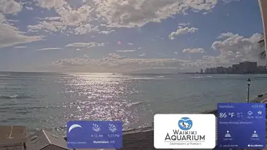Thủy cung Waikiki, Hawaii phát trực tiếp qua webcam