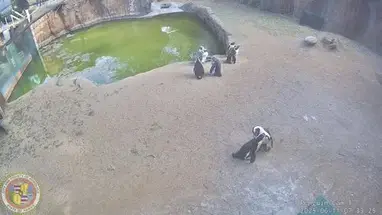 Honolulu Zoo Penguin, hola cámara web en vivo