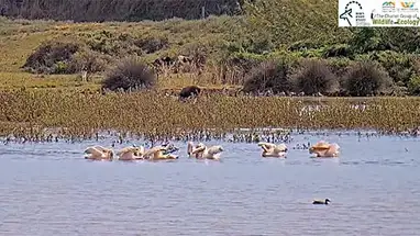 Aves, Reserva Natural de Hula webcam ao vivo