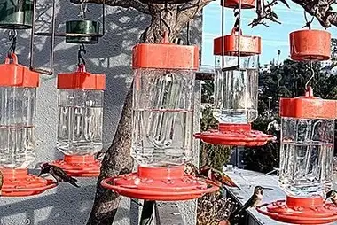 Hummingbird feed, California