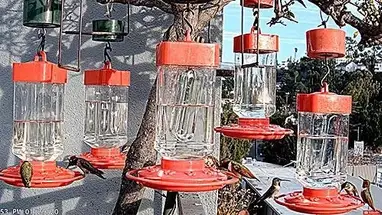 Hummingbird feed, California Live Cam