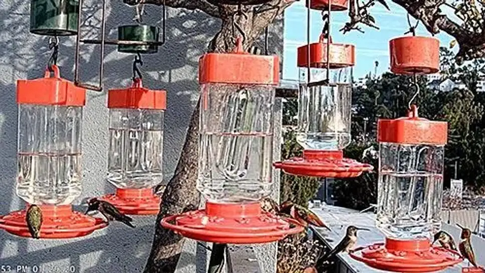 Live cam Hummingbird feed, California