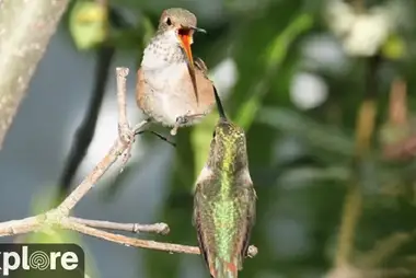 Kolibri-Futterhäuschen, Santa Ana