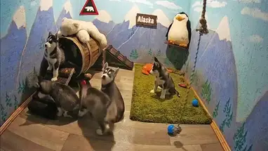 Husky, Rivne cámara web en vivo