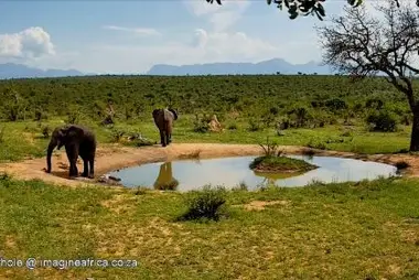 Cámara Imagine Africa Waterhole