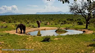 Imagine Africa 워터홀 캠 웹캠 라이브 스트림