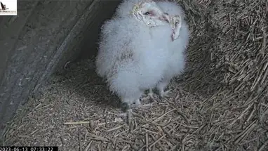 Nido de lechuza irlandesa, Cork cámara web en vivo