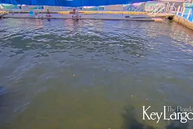 Island Dolphin Care, Key Largo