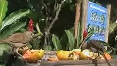 Khu nghỉ dưỡng sinh thái Itamambuca phát trực tiếp qua webcam