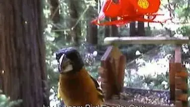 Mangeoire à oiseaux Ivy, Denver webcam en direct