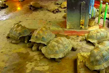 iZoo Riesenschildkröten-Ranch, Innenbereich, Kawazu