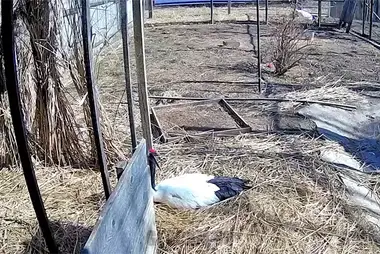 Webcam in the enclosure with Japanese cranes, Muravyovka