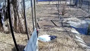 Grues à couronne rouge, parc Muravyovsky, Muravyovka webcam en direct