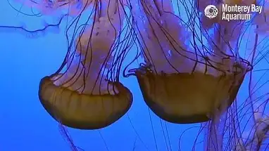 Acuario de medusas cámara web en vivo