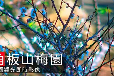 Jiaobanshan Plum Orchard