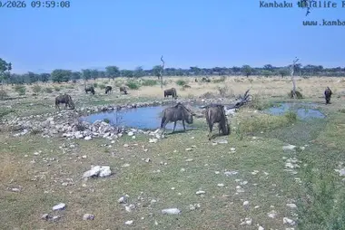 Водопой сафари-лоджа Камбаку, Очозондьюпа