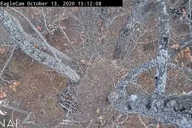Eagles nest webcam, Kenai, Alaska