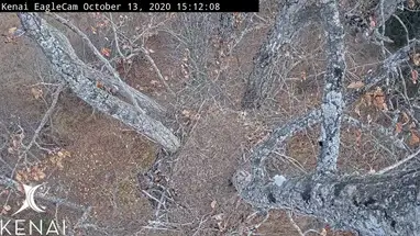 Ninho de águias, Kenai, Alasca webcam ao vivo