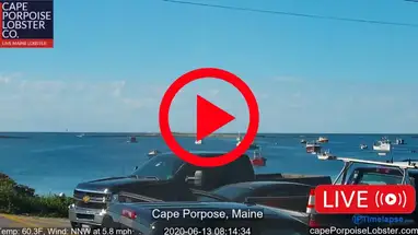 Kaapse bruinvis, Maine online-webcam