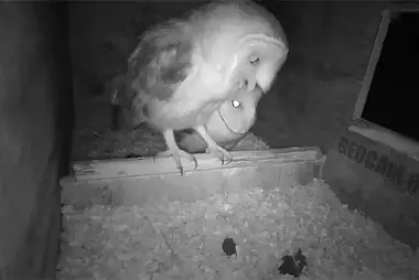 Webcam in the barn owl's nest, Brummen, Netherlands
