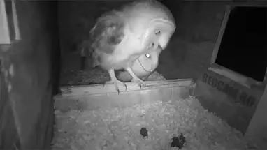 Веб-камера Гнездо сипухи, Бруммен, Нидерланды. в реальном времени