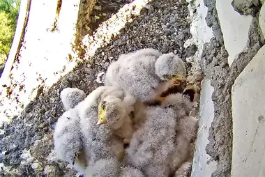 Webcam at the kestrel falcon's nest, Brest city