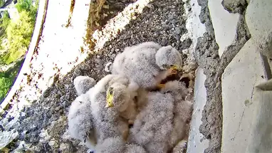 Kestrel falcon's nest, Brest Live Cam