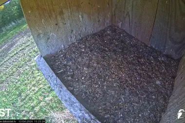 Kestrel Nest Box, Lake Durbe