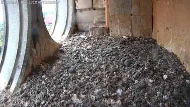 Nido di gheppio, Brest webcam dal vivo