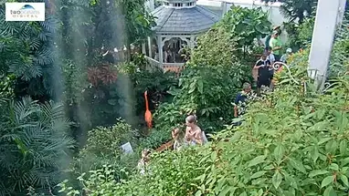 Key West Butterfly na Florydzie kamera na żywo