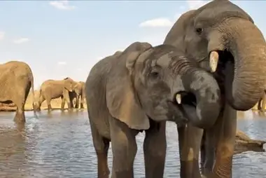 Kings Camp Wildlife, South Africa