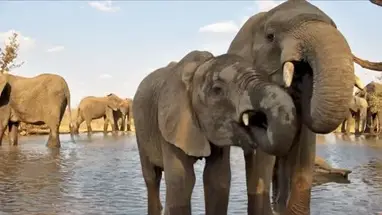 किंग्स कैंप वाइल्डलाइफ़, दक्षिण अफ़्रीका लाइव वेबकैम प्रसारण