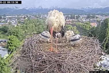 Stork's Nest Kirchzarten, Germany