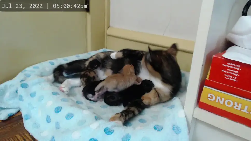 Live Webcam Kitkat Playroom, New Jersey