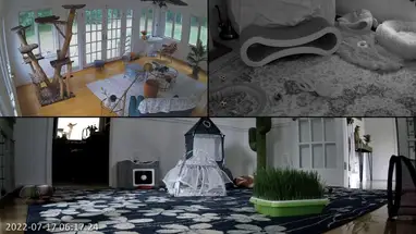 Akademia Kociaków w Connecticut kamera na żywo