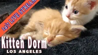 Dormitório de gatinhos, Los Angeles webcam ao vivo